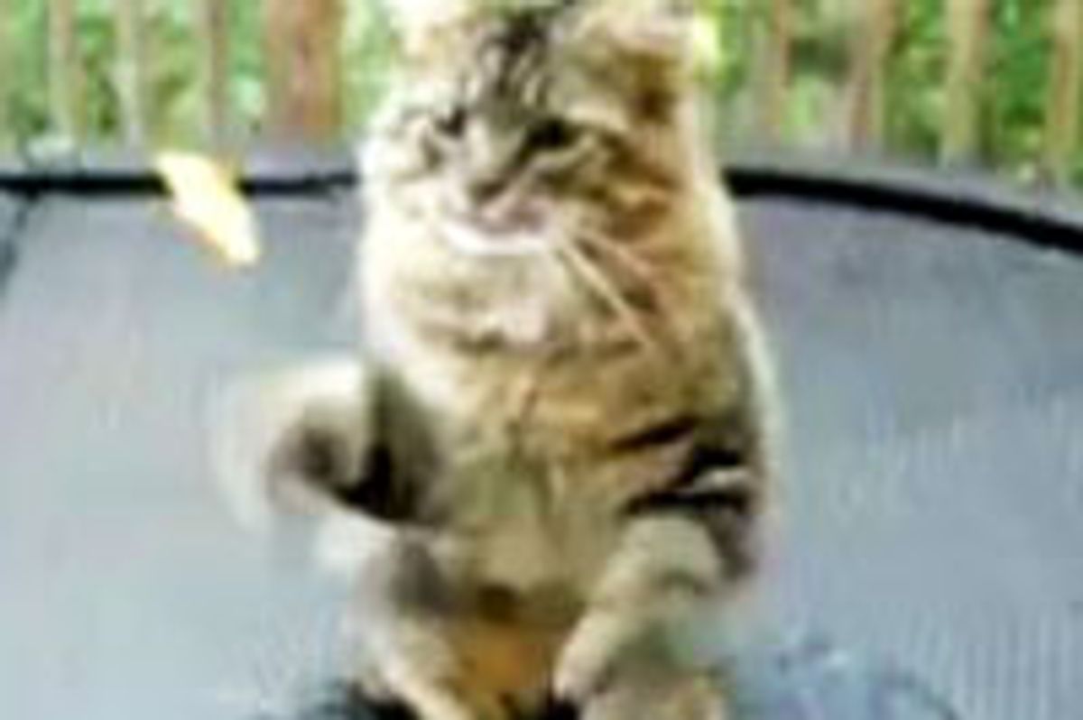 6-toed Kitty Catches Treats in His Mittens