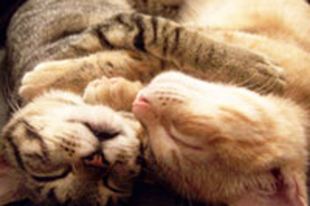 Synchronized Kitties