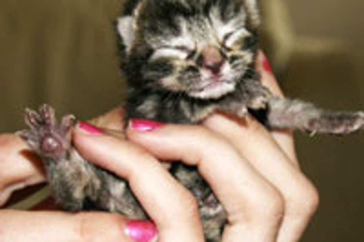 Teeny Kitten Happy for a Second Chance