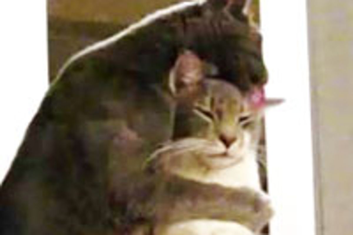 Loving Kitty Gives a Big Hug