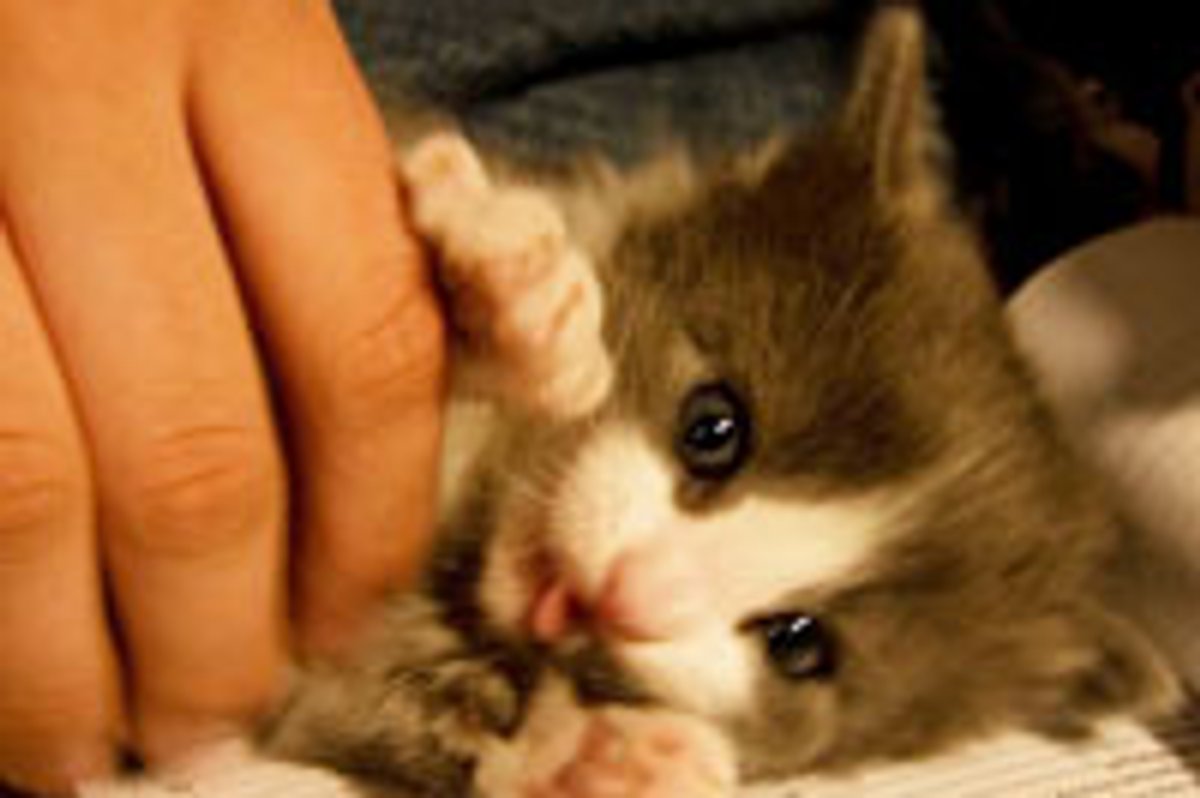 Teeny Tiny Kitty Loves Tickles