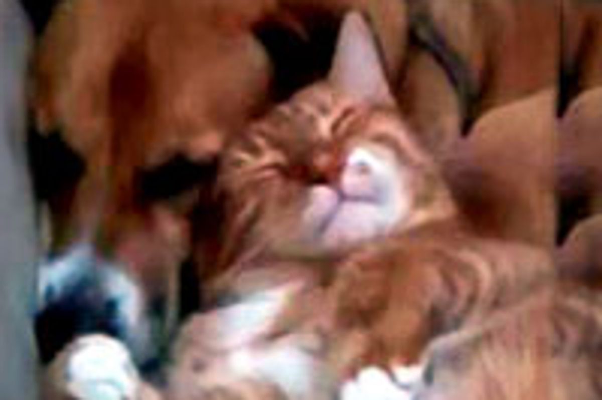 Kitty Gives Doggie Love Attack