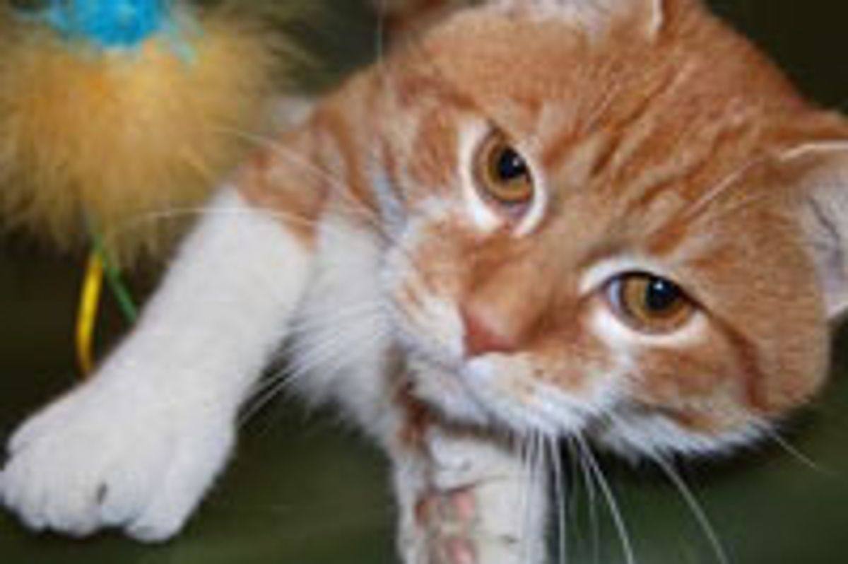 Daniel the 26-toe Cat Helps His Shelter