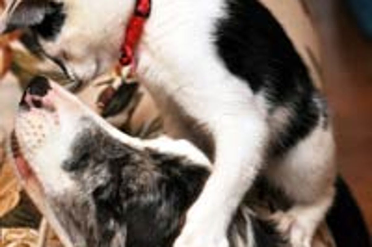 Cow Kitty Gives Dog Buddy Hug Attacks