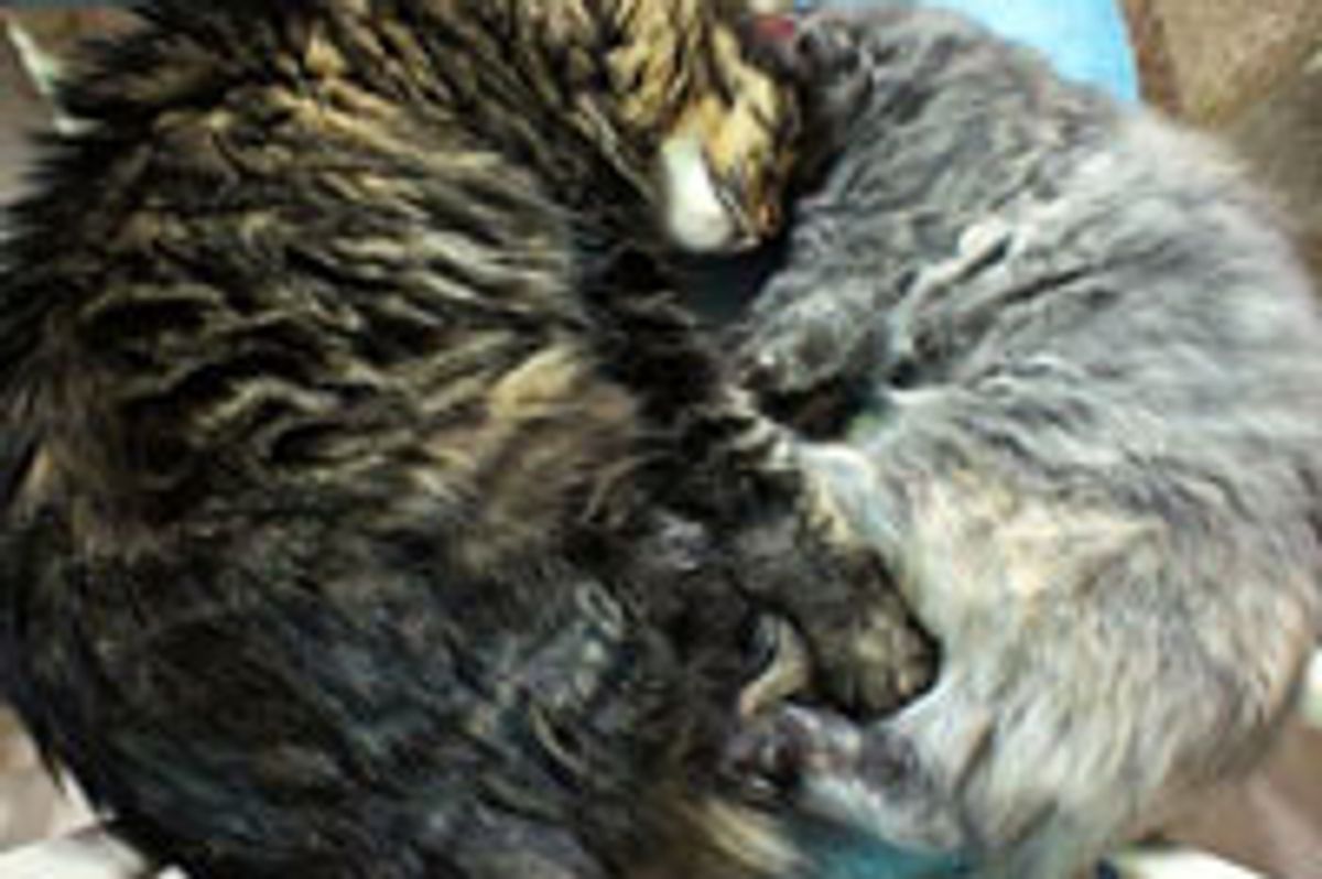 Best Furiends Keeping Each Other Warm Through Winter