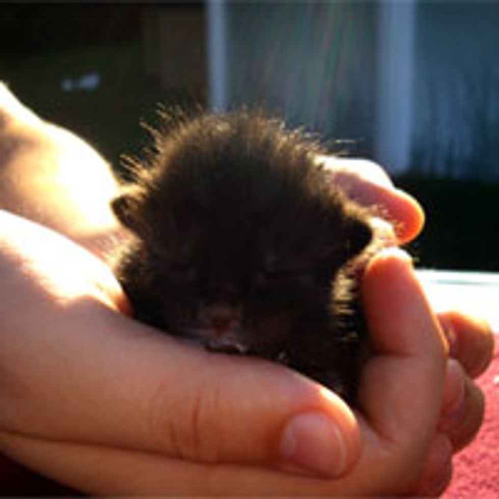 Cute Kitty Gets Food Coma