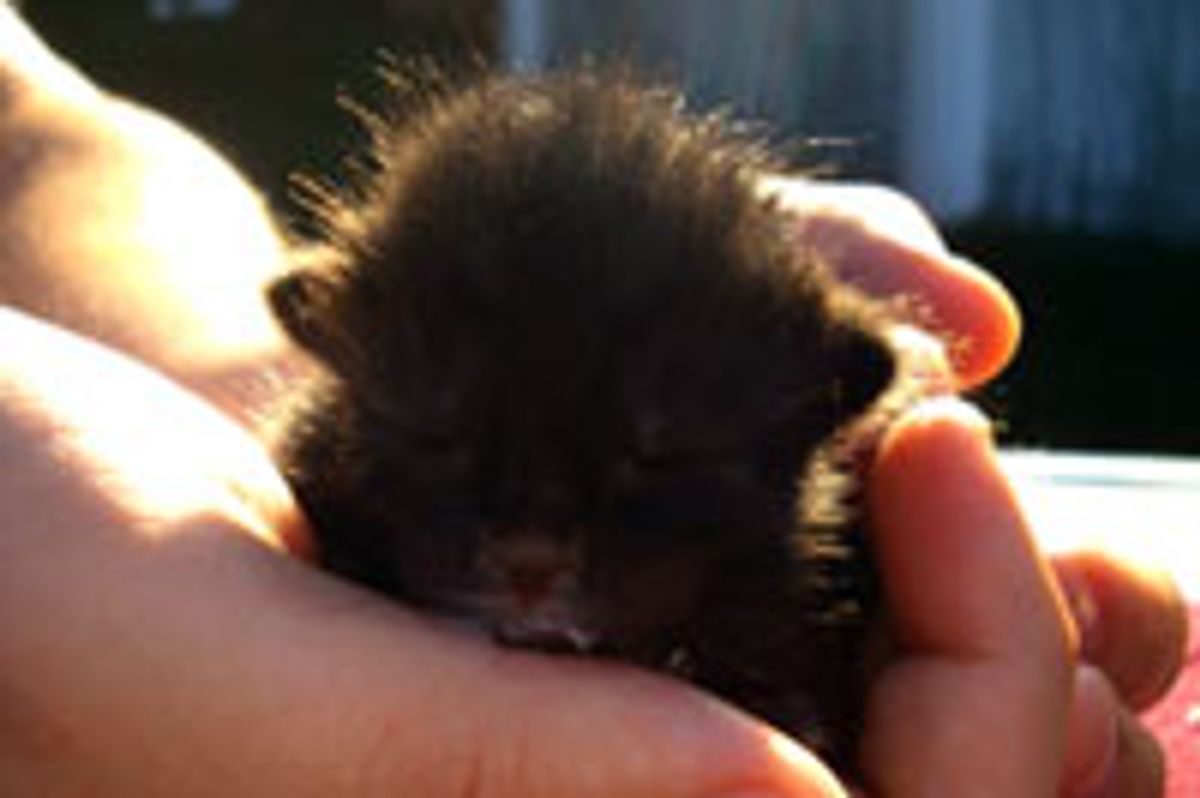 Cute Kitty Gets Food Coma