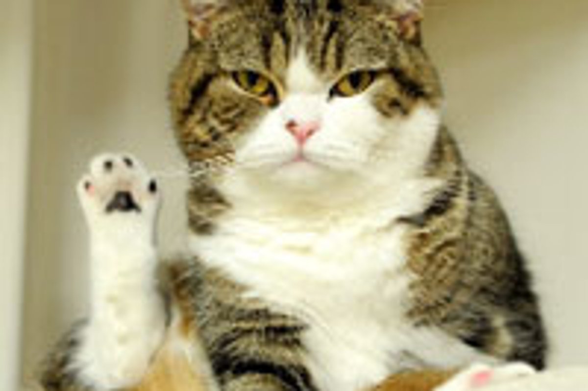Maru Says 'Talk to the Paw!'