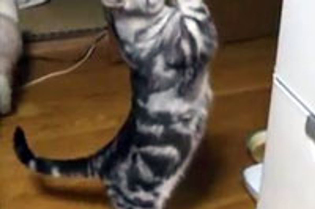 Kitty Wishes for Things