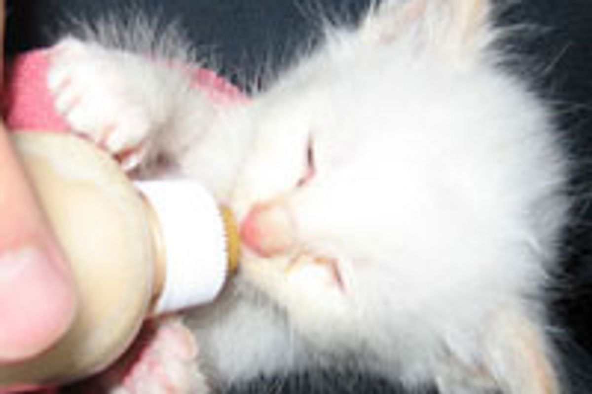 Little White Fuzzball Demands for Her Bottle