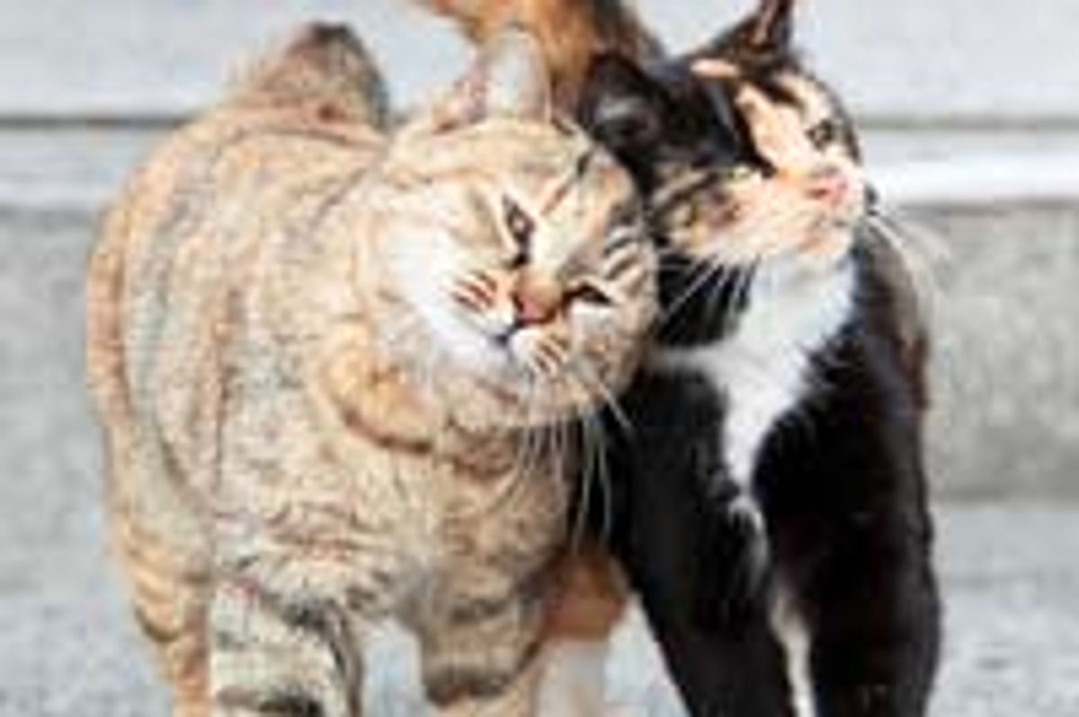 A Furiend to Lean on