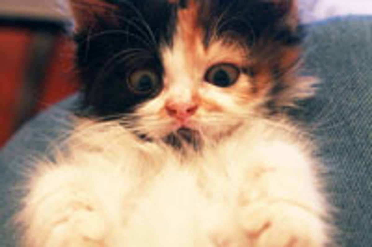 Tiny Calico Visits a Wonton Shop and Finds a Second Chance