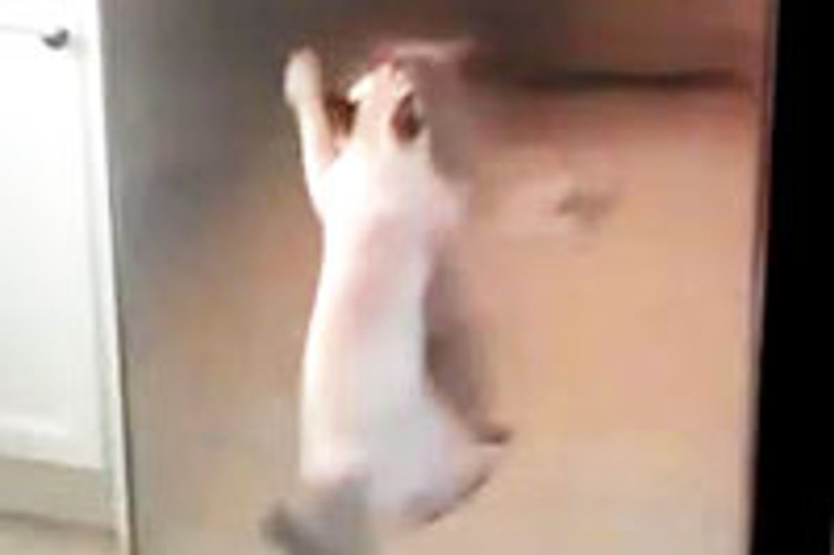 Kitty Tries to Get Tuna From Fridge