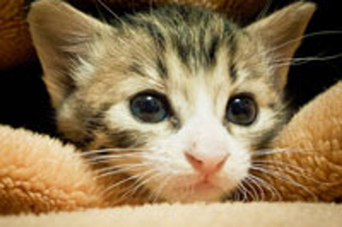 Kitty and Her Security Blankie