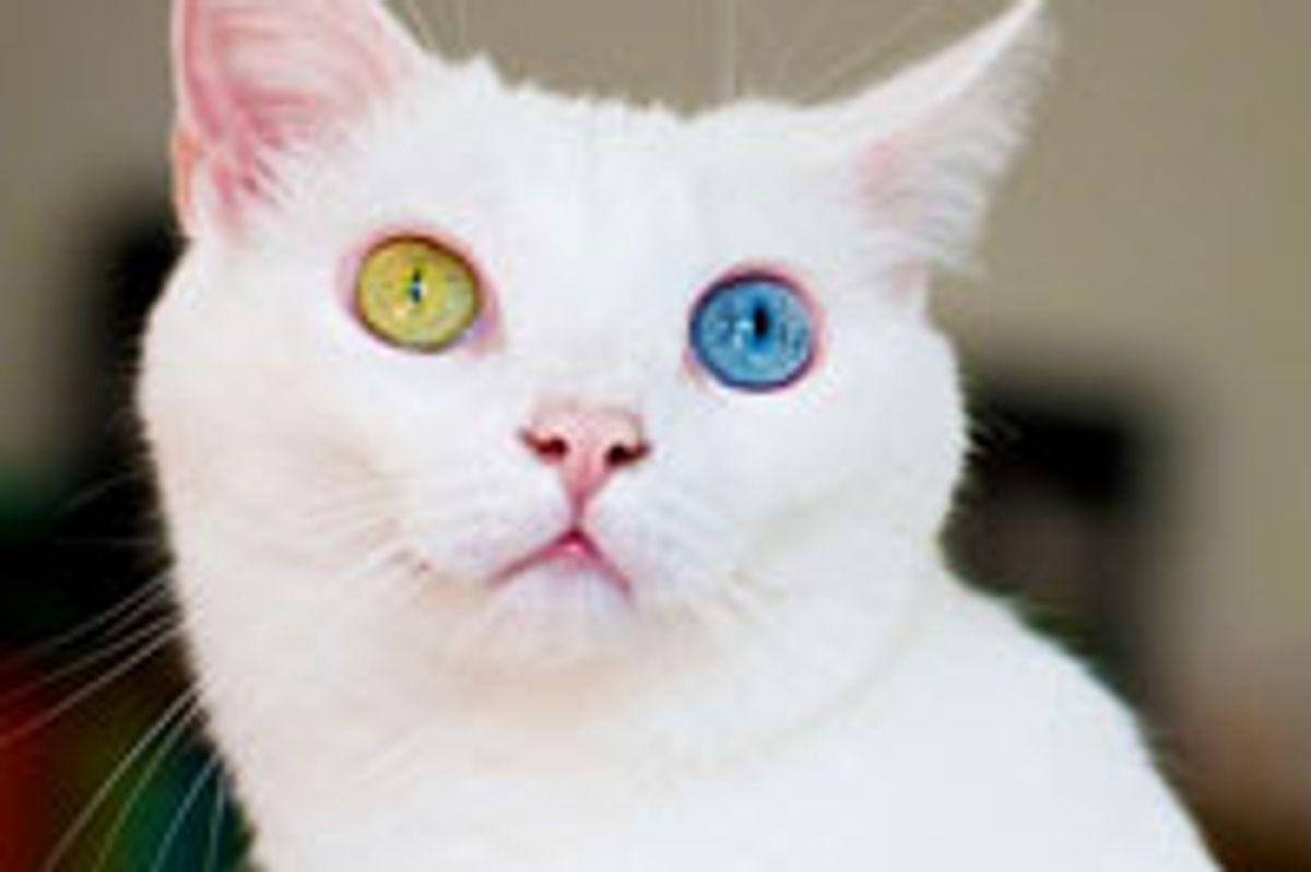 June the Odd-eyed Beauty