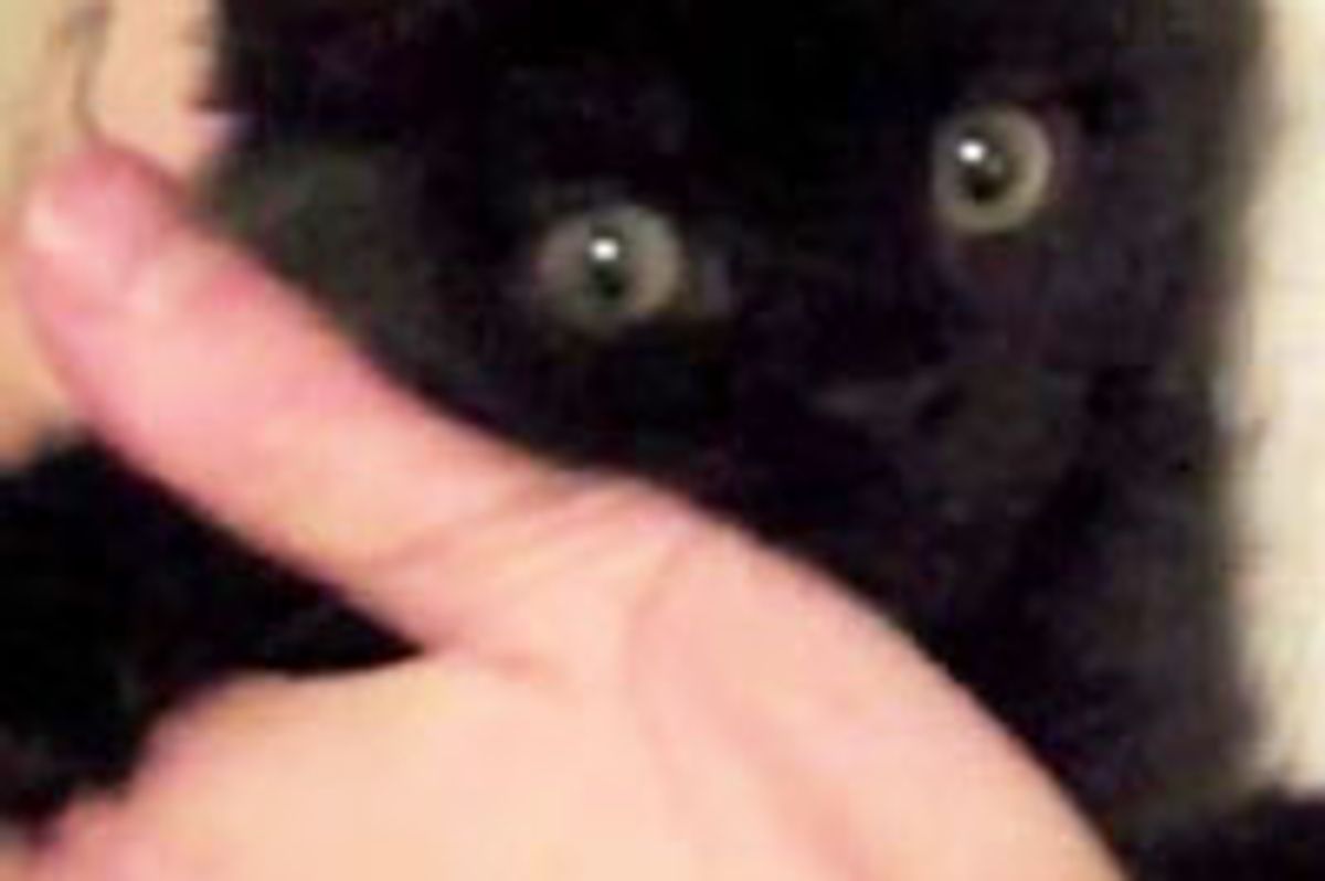 Black Cats are Awesome!