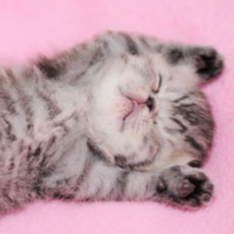 Sweepy Kitty Dreaming of Belly Rubs