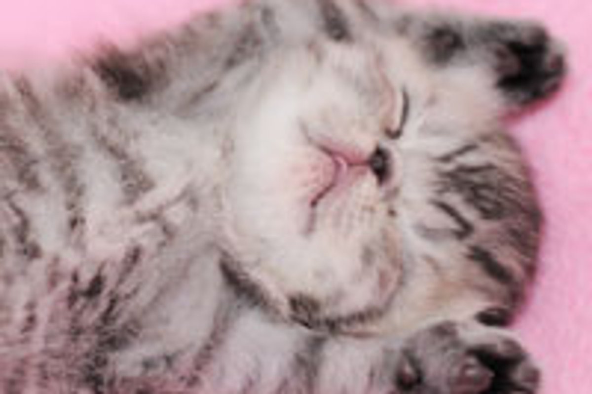 Sweepy Kitty Dreaming of Belly Rubs