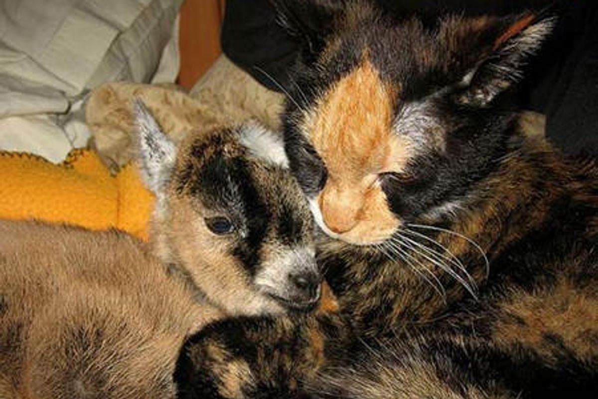 Tortie Cat Becomes Surrogate Mom to Orphan Baby Goat