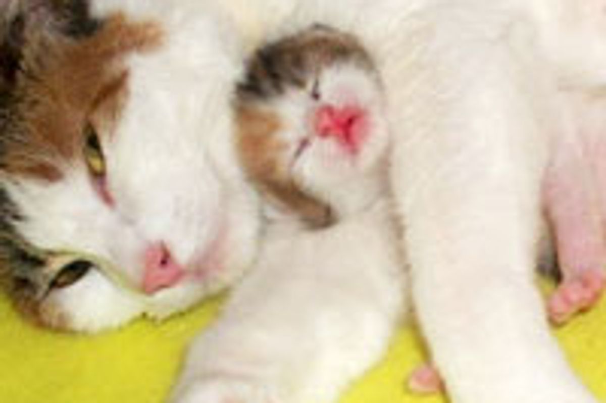 Protective Cat Mama Cuddles Her Kitten with Unconditional Love