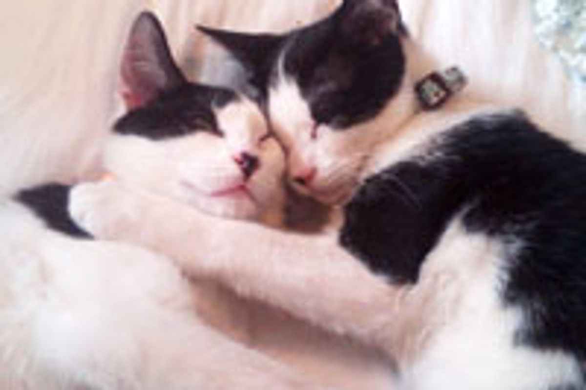 2 Tuxedo Brothers Find Christmas Blessings