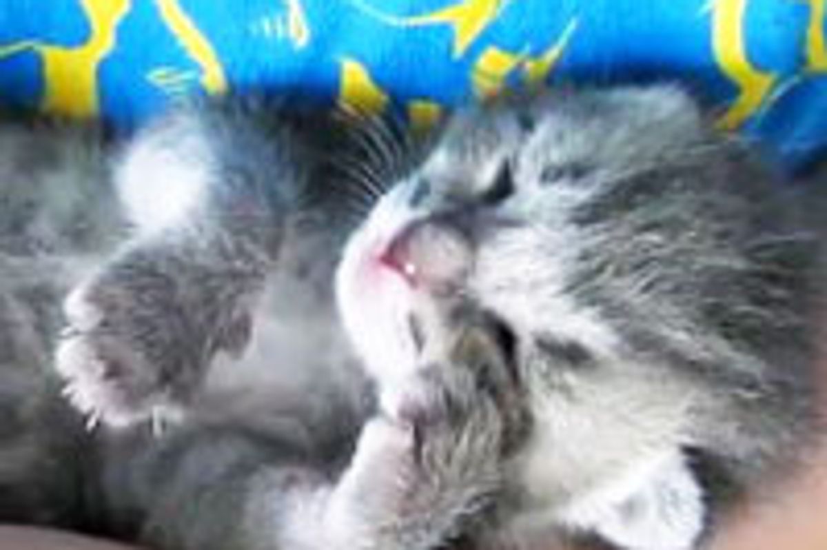 Tiny Sweepy Kitten Having a Purry Dream