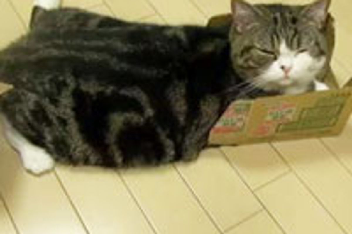 Maru and His Cardboard Obsession!