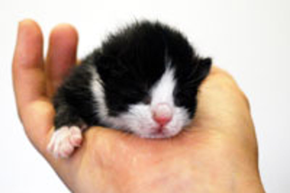 Tiny Hand Held Tuxedo in Sweepy Mode