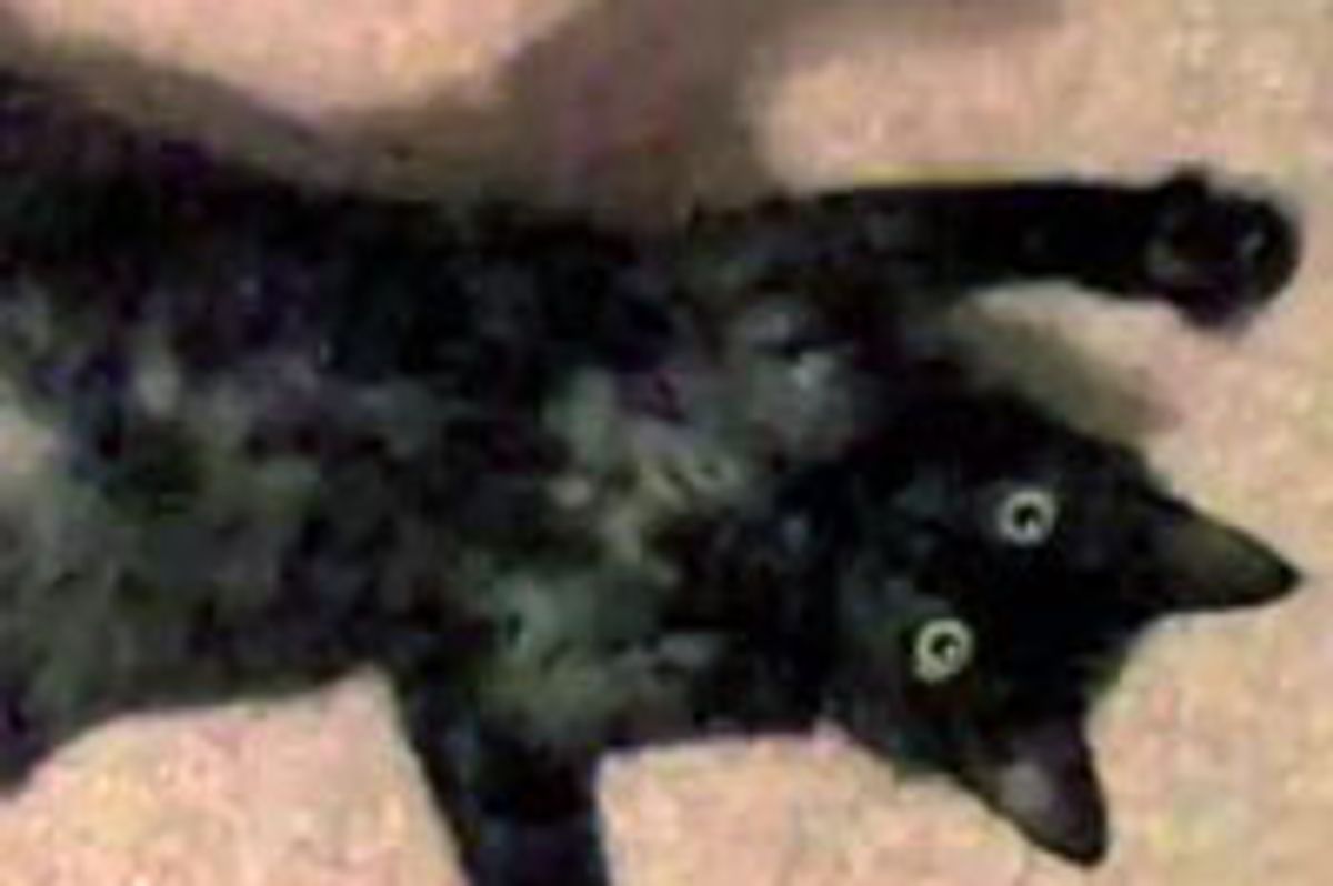 Kitty Super Excited for Christmas