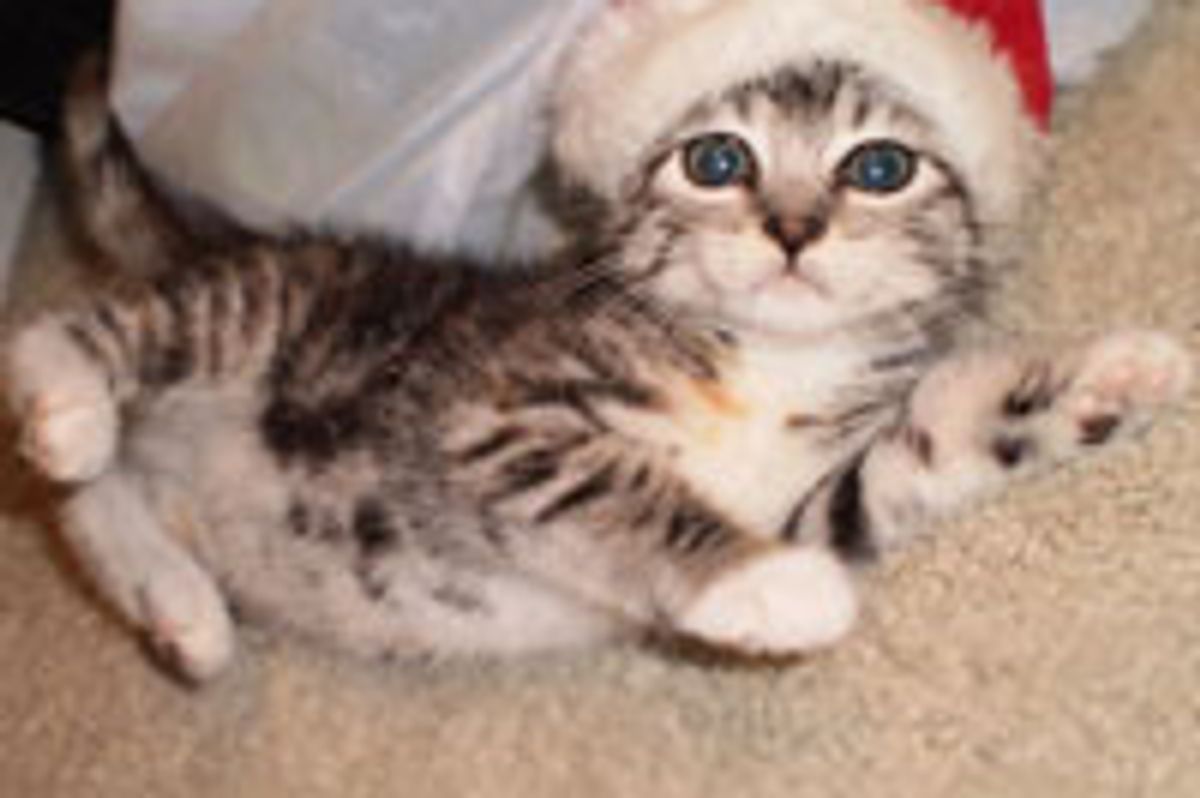 Santa Kitty is Coming to Town! Merry Christmas!