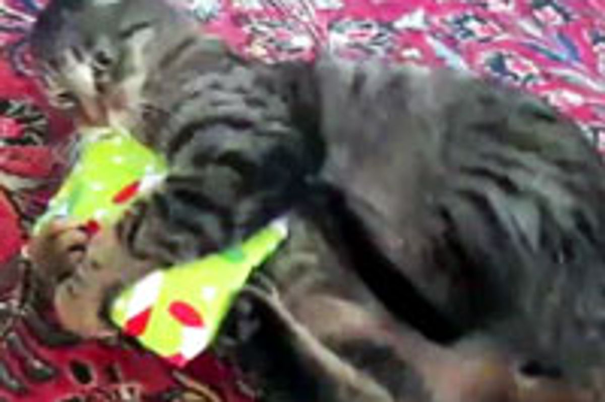 Kitty Opens His Christmas Present!