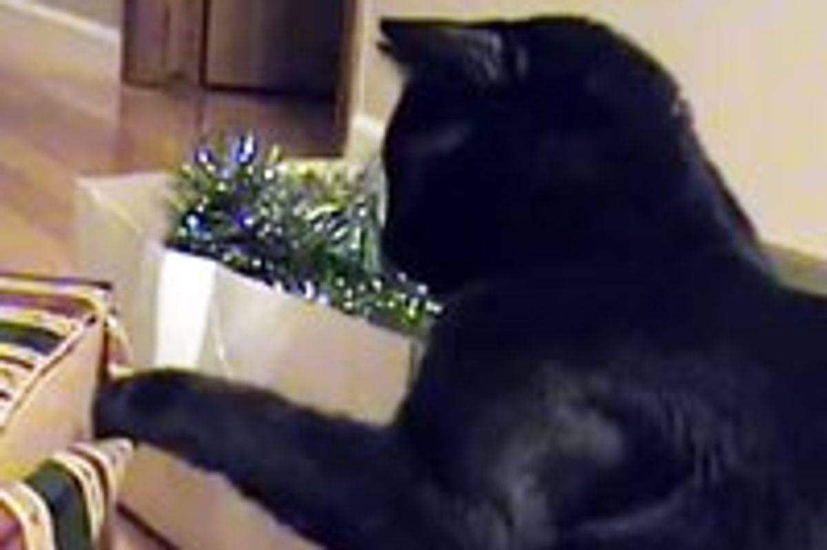 Kitties Christmas Decoration Bonanza