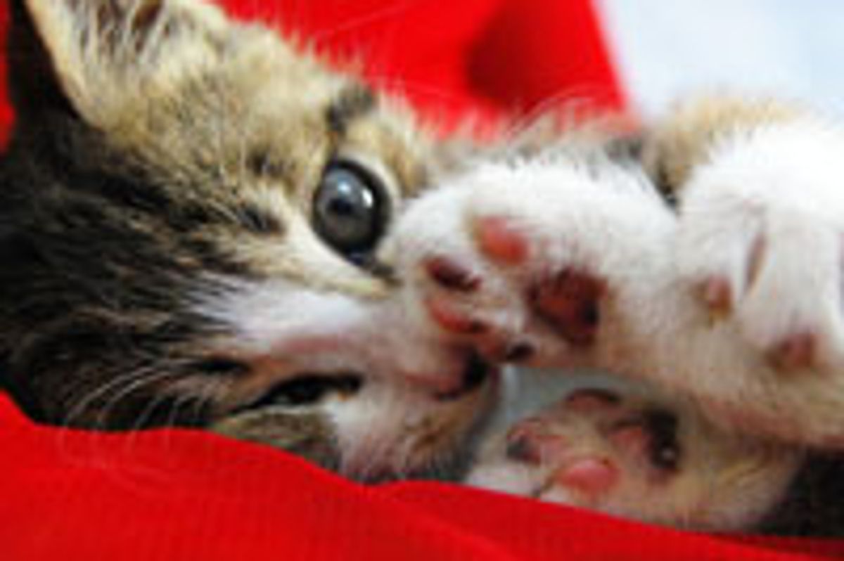 Kitty Gets Unlimited Lap Time