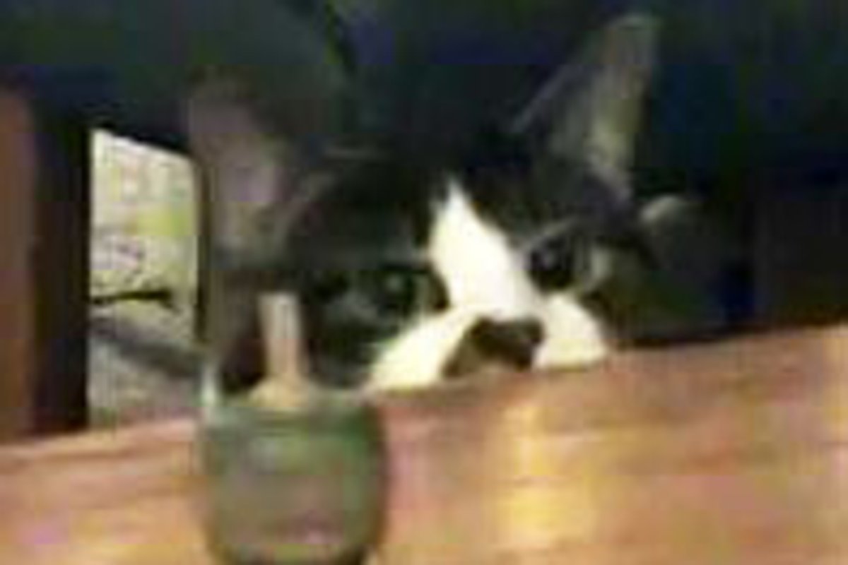 Kitty Plays the Dreydl
