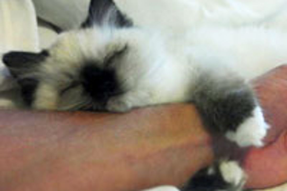 Ragdoll Kitty Cuddles Human to Sleep