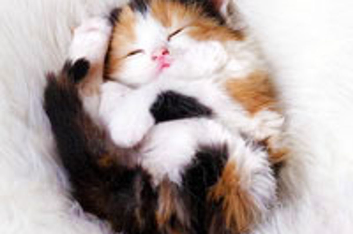 Teeny Calico Curls Up for a Cat Nap