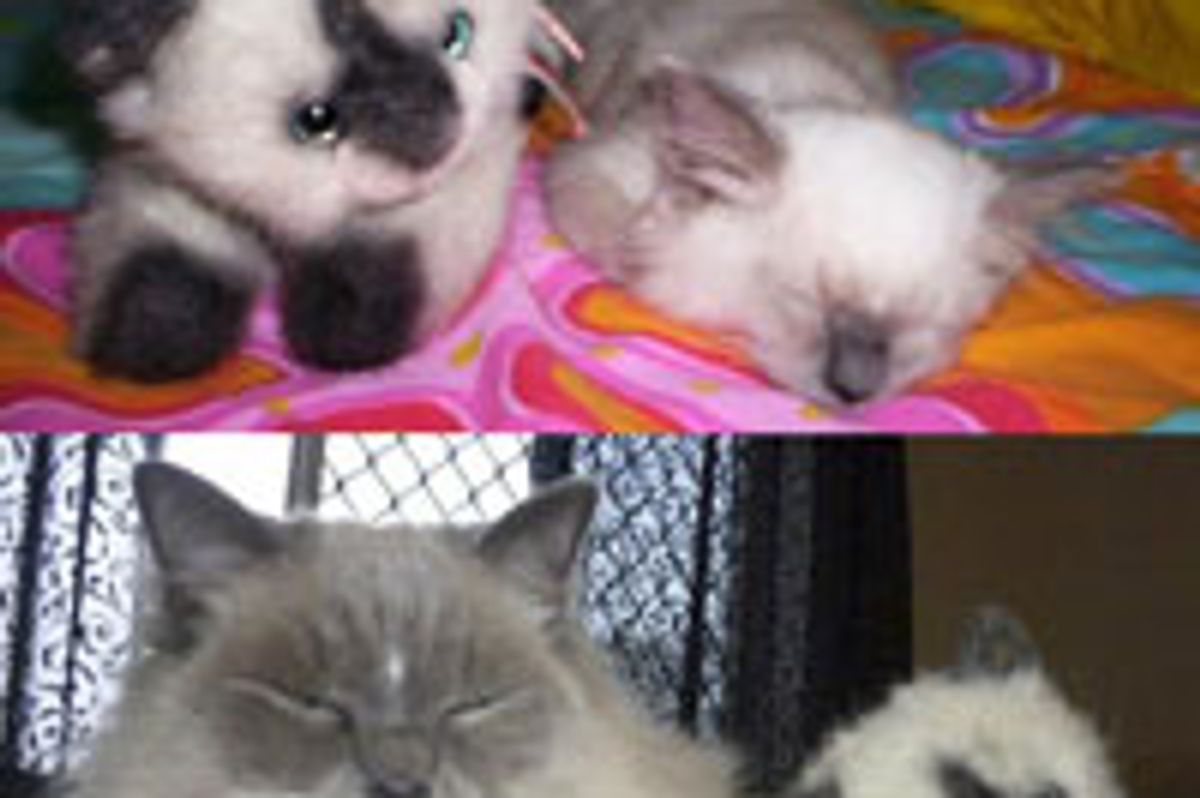 Kitty's Lifelong Plushy Companion, Then and Now