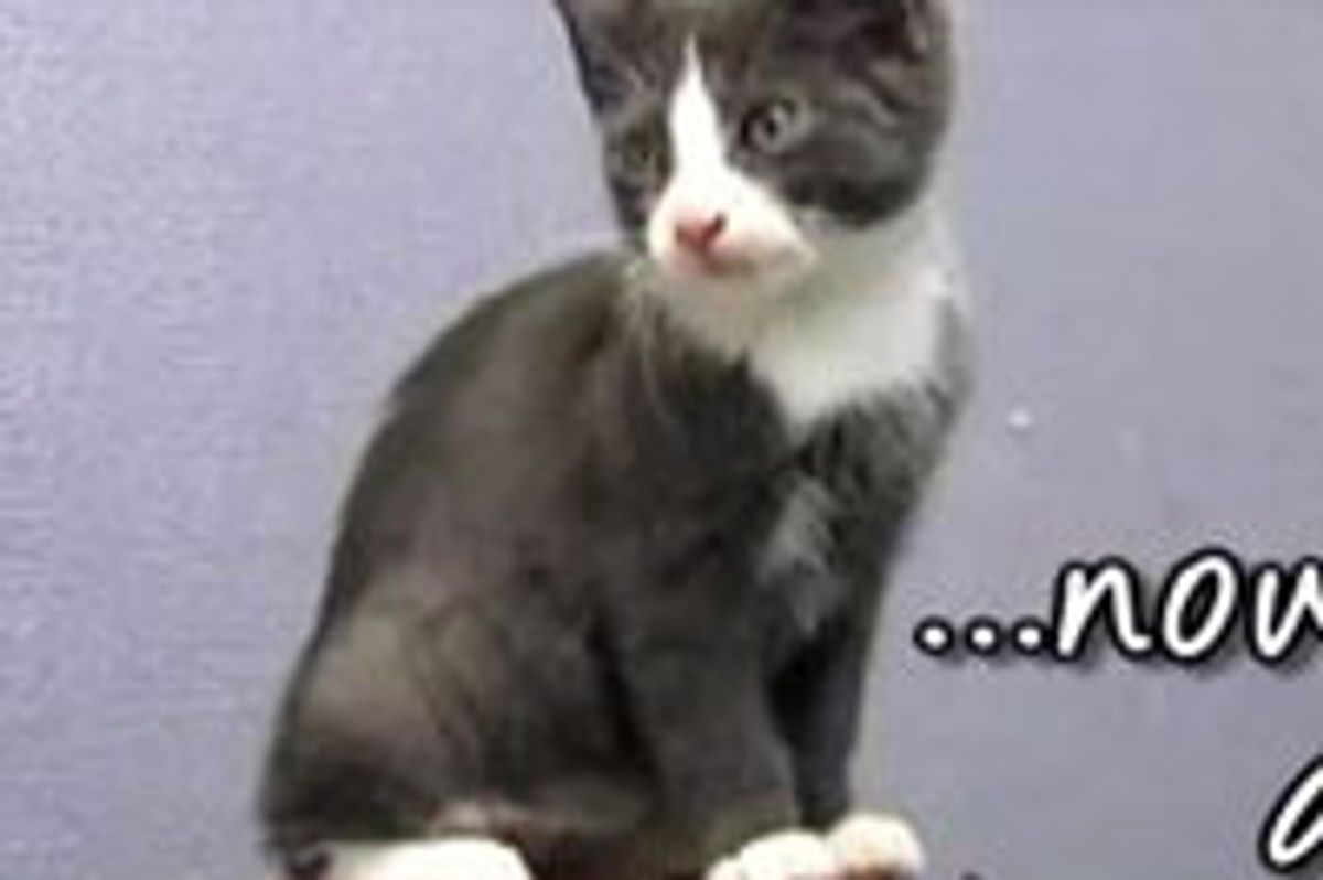 Online Pet Shelter