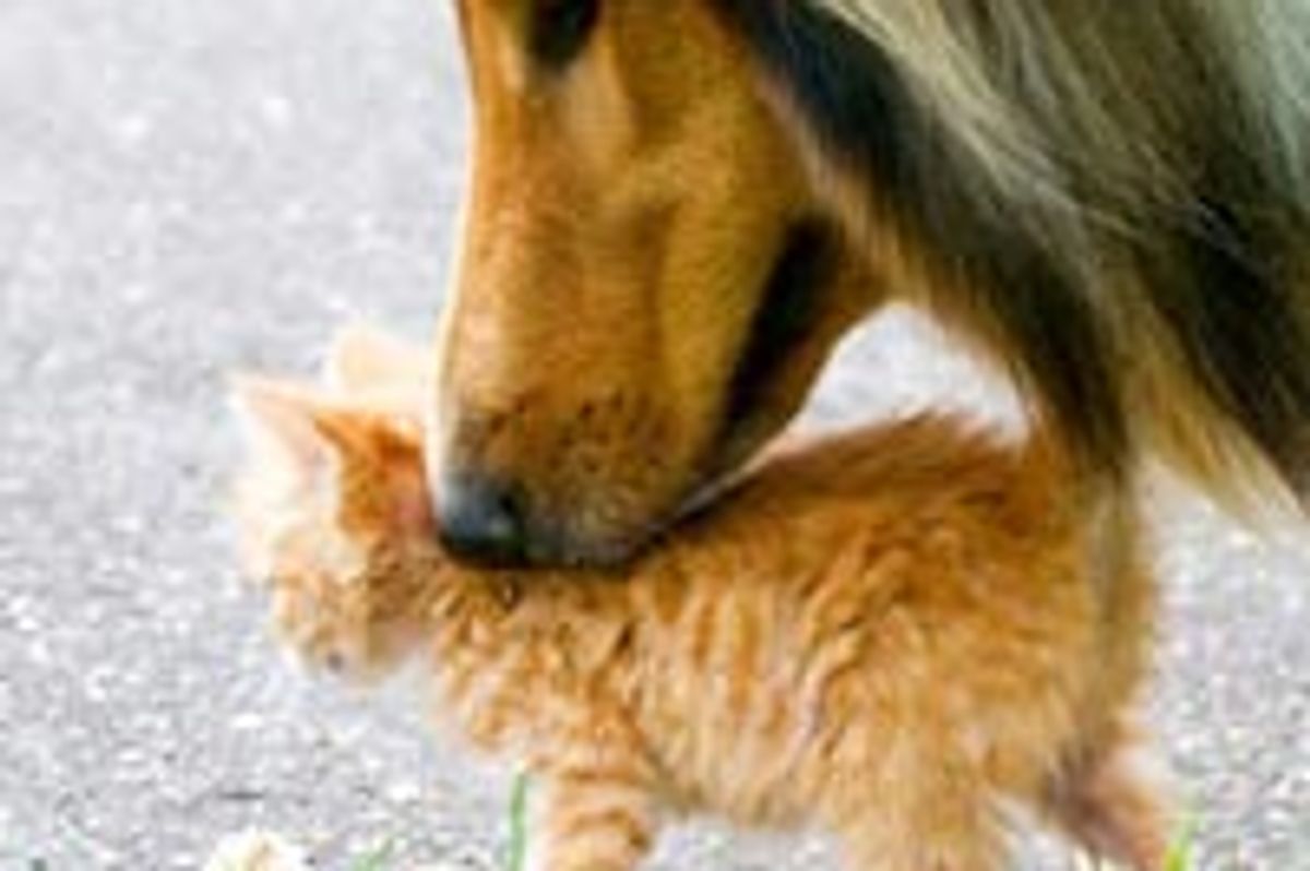 Tiny Ginger Finds Protective Canine Furiend