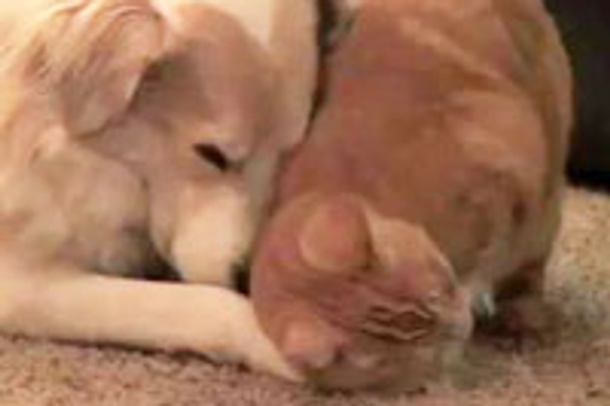 Interspecies Ginger Love and Snuggles