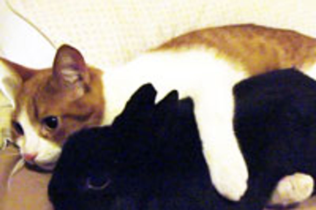 Kitty Cuddles Pet Bunny
