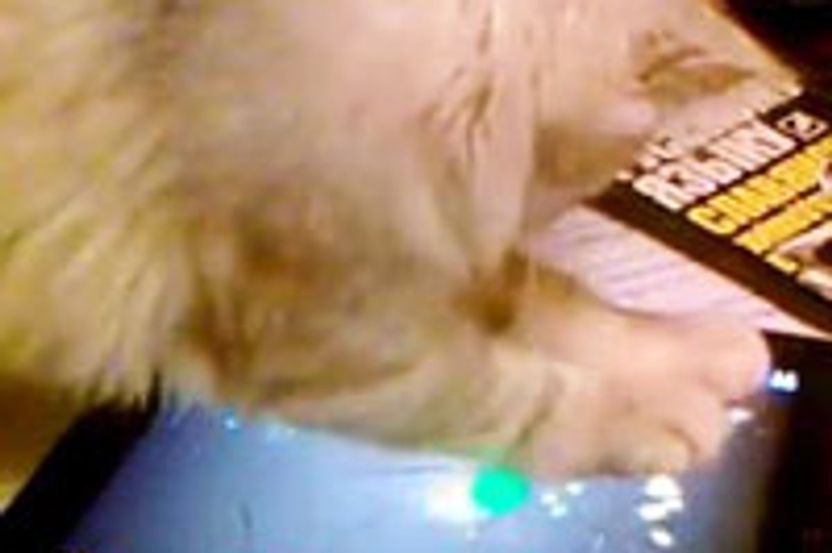 Kitty Plays 'Fruit Ninja'