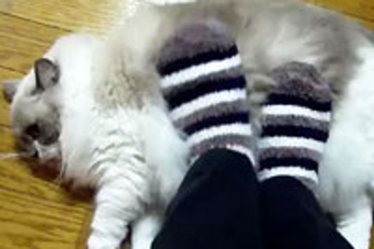 Fluffy Kitty Foot Warmer
