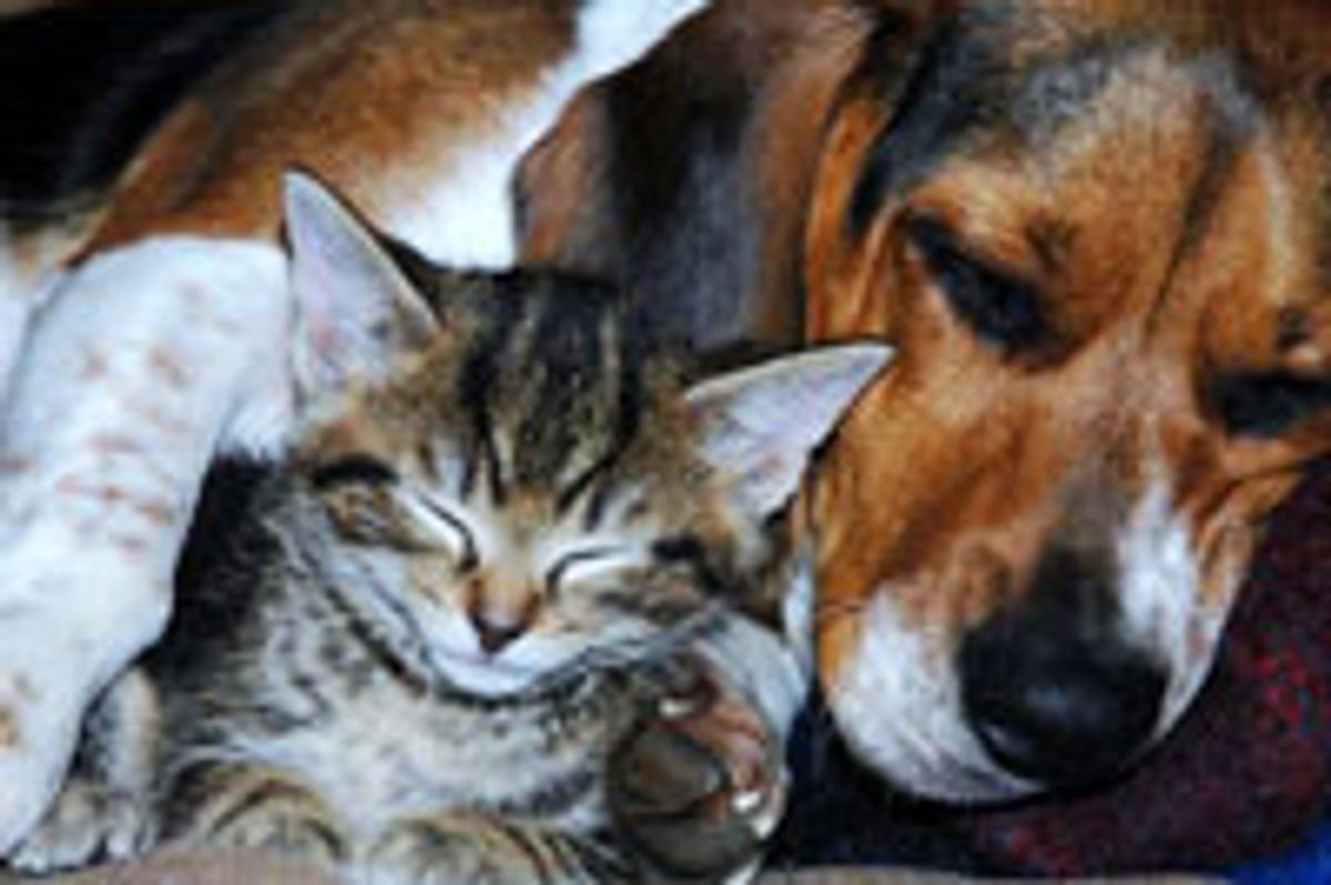 Tabby Kitty Adopted by Dog, Best of Friends