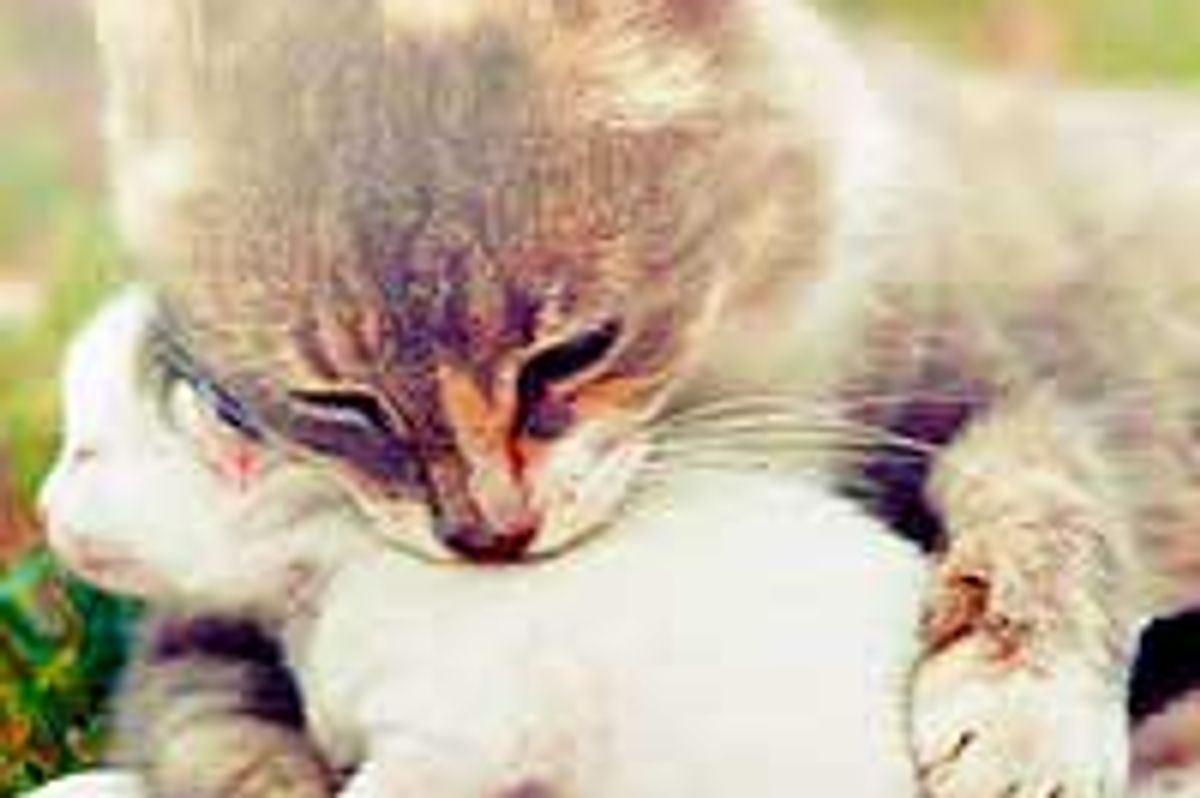 Top 10 Amazing Cat Stories from 2011