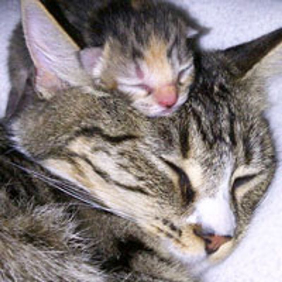 The Purrfect Pillow