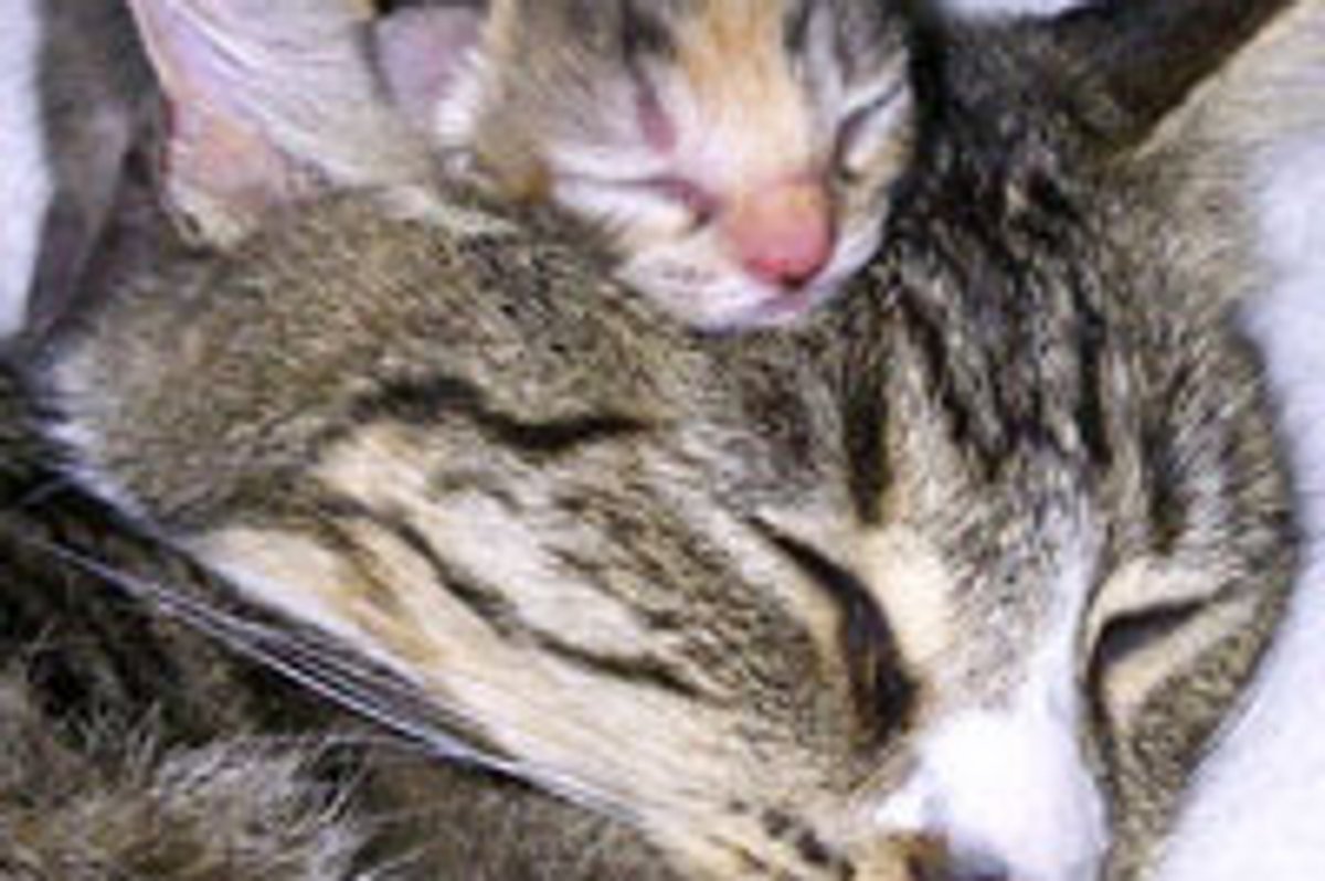The Purrfect Pillow