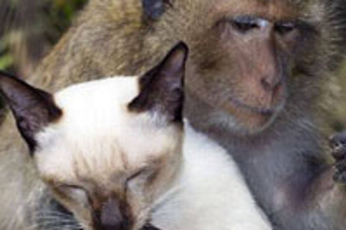 Interspecies Love Between Cat and Monkey