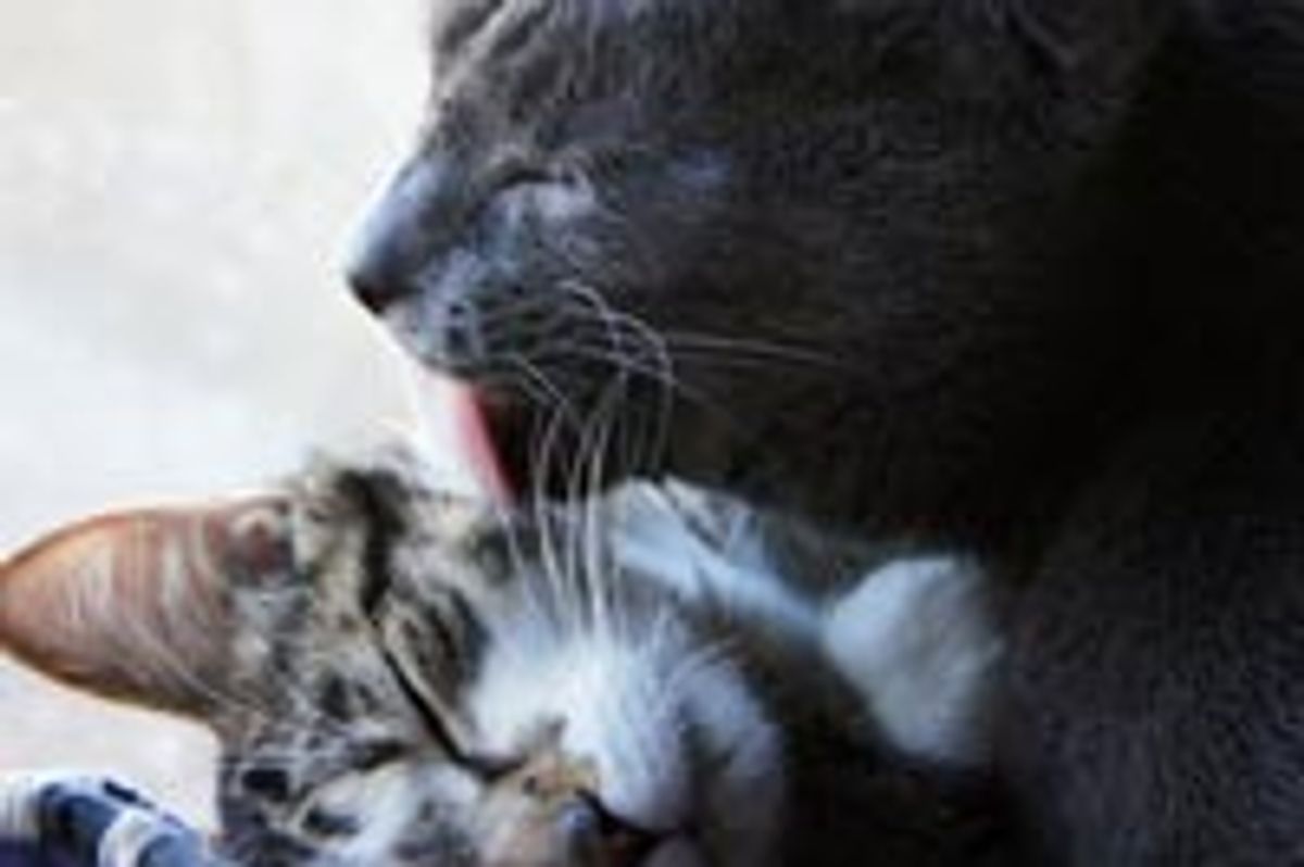 Cat Gives Foster Kitten a Love Bath