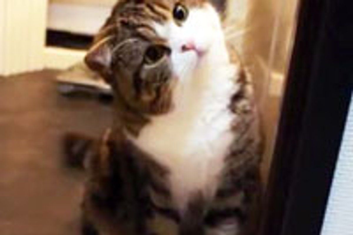 Maru with Many Talents